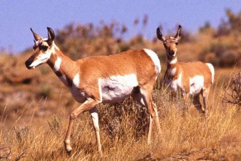 Pronghorn populations in Texas have declined