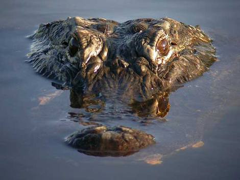 Alligator hunts are cancelled