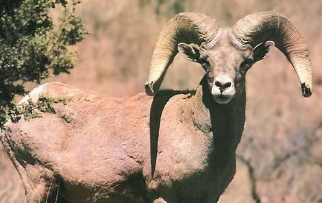 Desert Bighorn Sheep