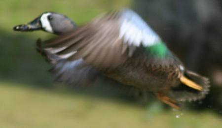Green winged teal