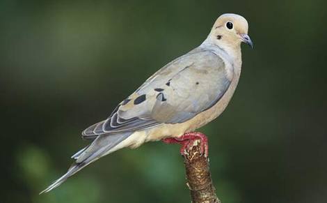 Mourning Dove