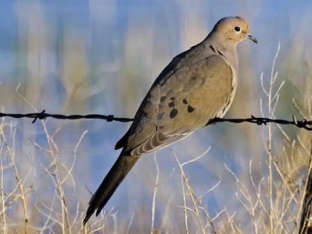 Shot effectiveness is being tested on doves in Texas