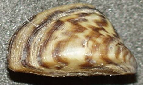 Zebra Mussel