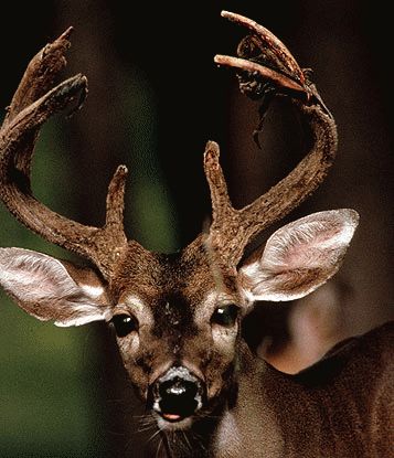 Deer have excellent vision
