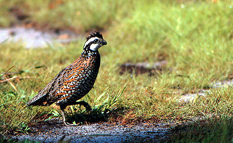 Quail restoration requires habitat management