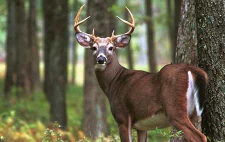 Will antler restriction regulations expand in Texas?