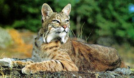 Bobcat biology