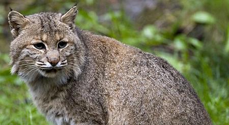 Bobcat Damage and Control