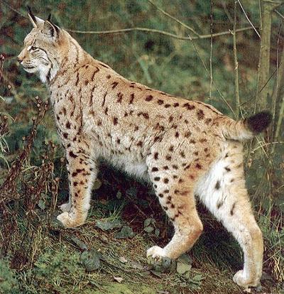 Identification of bobcat
