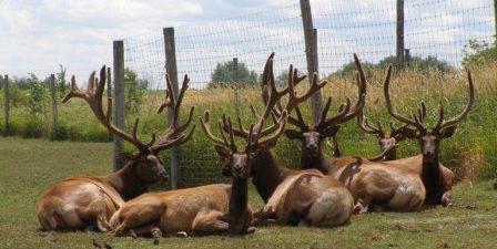 CWD Testing of Elk in Texas