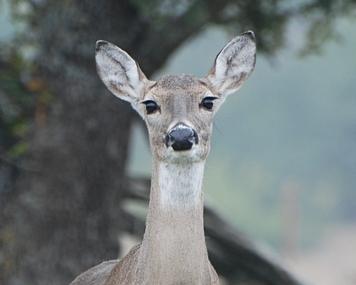Contraception to Control Deer Numbers