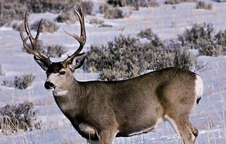 Don’t feed deer or pronghorn in Colorado