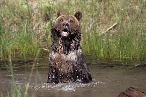 Legal status of grizzly bear hunting