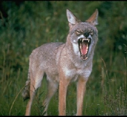 Training dogs to hunt coyotes