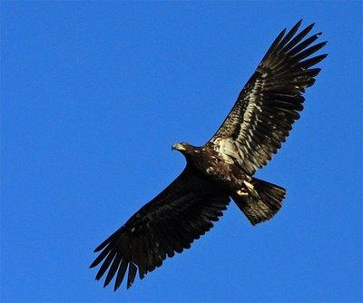An immature bald eagle was spotted near Boerne, Texas