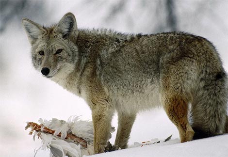 Repelling and controlling coyotes