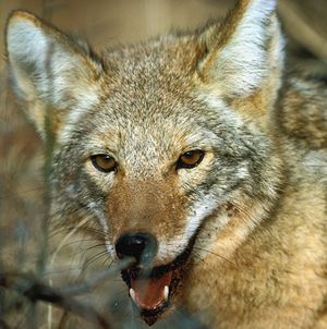 Status of coyote populations