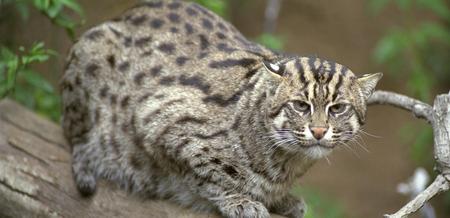 Trapping bobcat