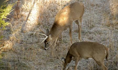 Kansas Youth Doe Hunt