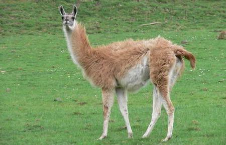 New York Hunter bags elusive Montana Llama