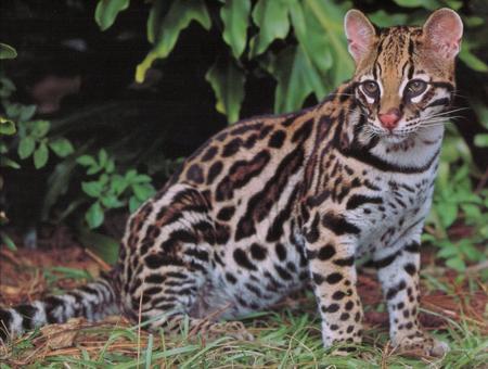 Celebrate at the Ocelot Conservation Festival