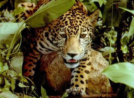 A jaguar was captured in Arizona