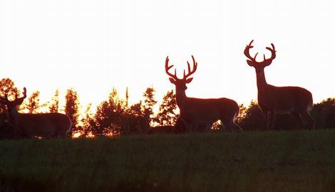 CWD could spread easier than you think