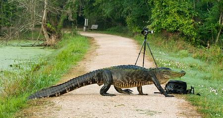 An alligator crosses the road at Brazos Bend State Park