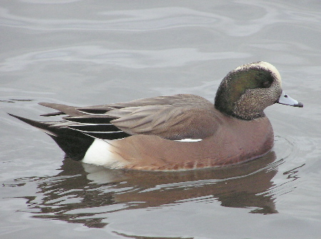 Texas seeks public comment on waterfowl seasons and more