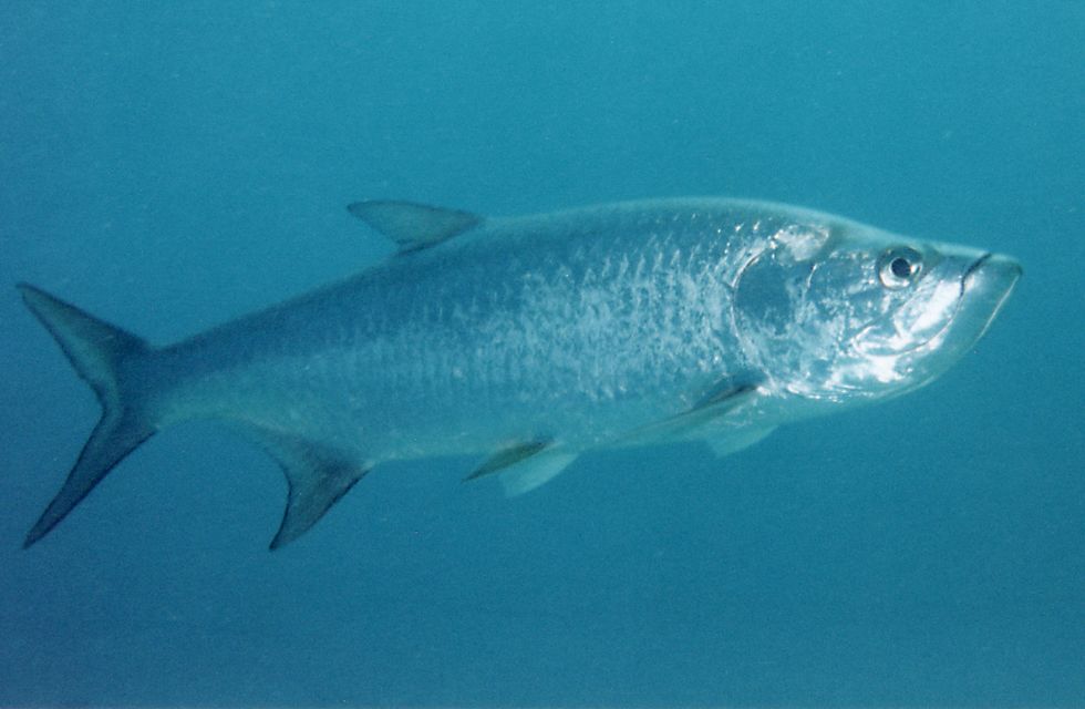 Texas Tarpon Observation Network