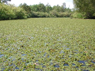 Photo of Giant Salvinia