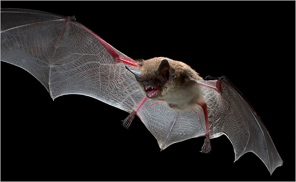 Bats can get white nose syndrome