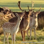 Fallow Deer