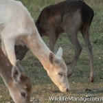 Three Color Phases of Fallow Deer