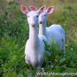 White Fallow Deer Does