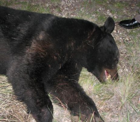 Black Bear Killed Near Alpine