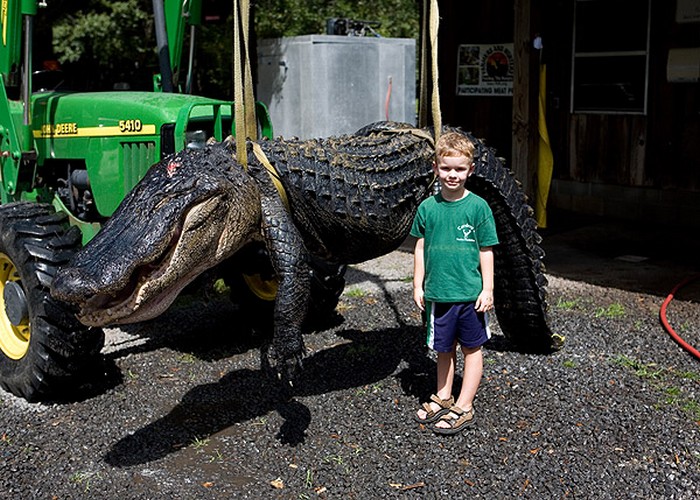 14 foot Alligator harvested in South Carolina