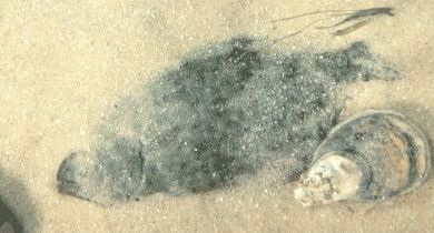 Flounder laying in sand along the Texas Gulf
