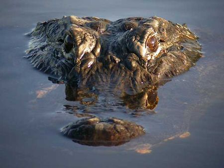 Alligators in Texas can get BIG!