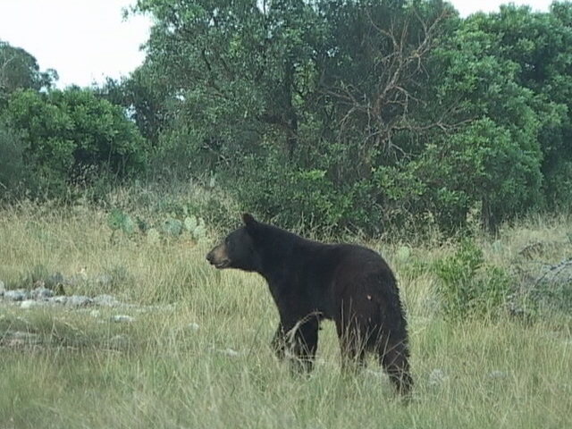 Black Bear Moving into Texas