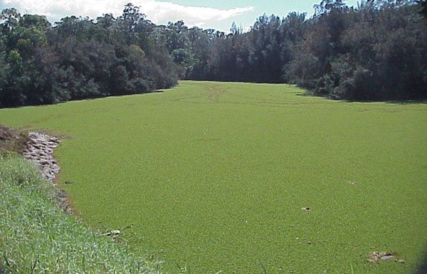 Giant Salvinia Control Takes Place in Texas