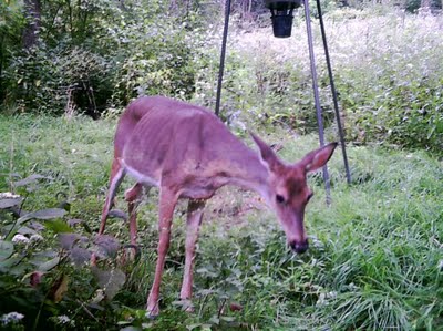 Sick or poisoned deer in Texas