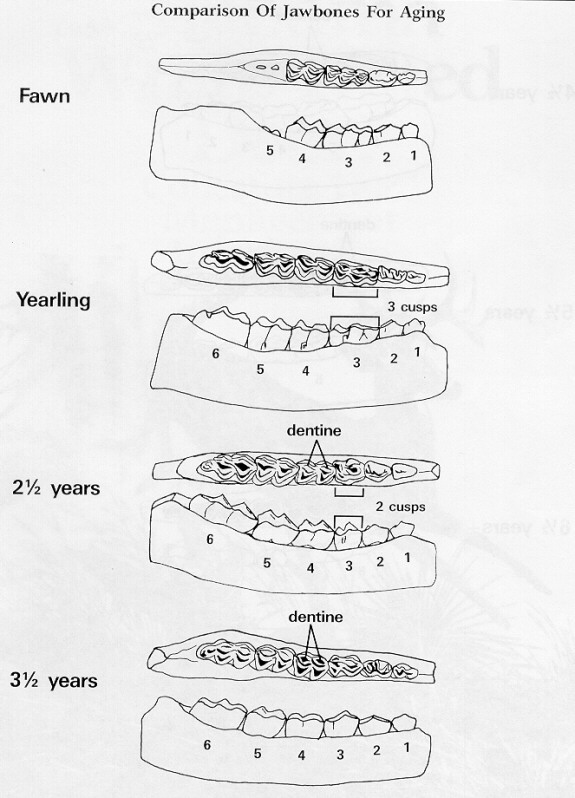 Example of Aging Deer by Tooth Wear