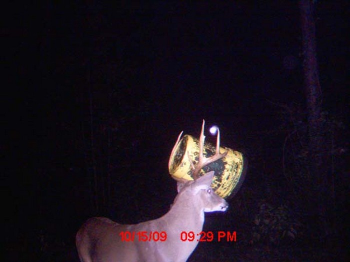 White-tailed Buck with Bucket Between Antlers