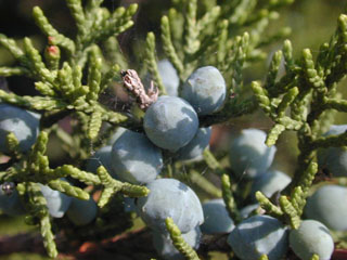 Wildlife Management: Cedar with berries