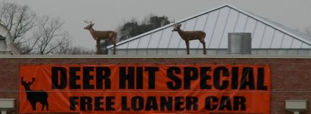 Deer-Auto Collisions are Big Money!