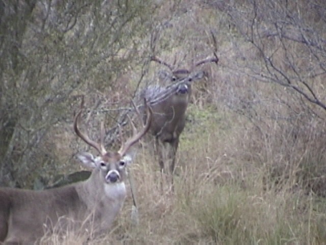 Deer Management and Habitat Management in Texas
