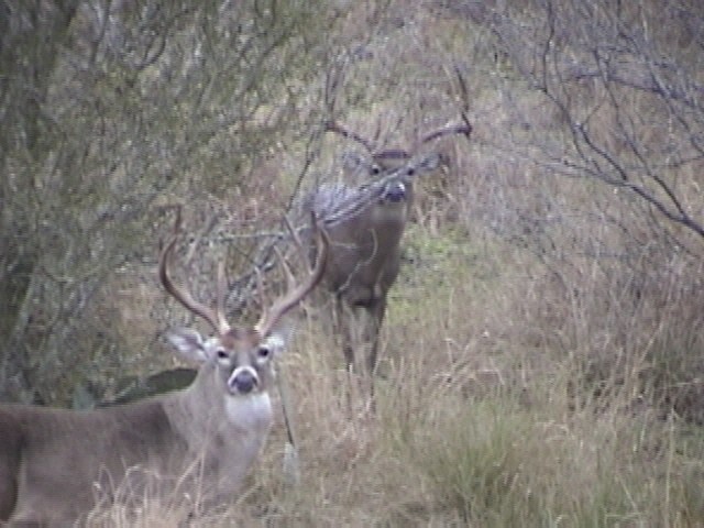 Wildlife Habitat Management in Texas