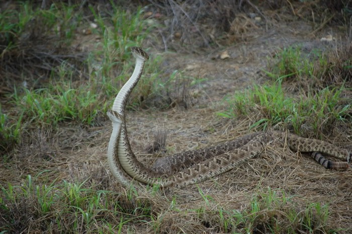 Rattlesnakes "dance" during breeding