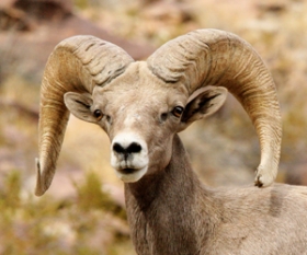 Texas Bighorn Sheep